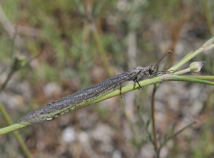 Creoleon corsicus